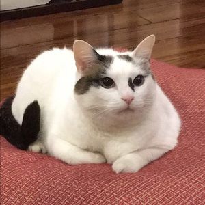 Meet your Posher, Bonnie